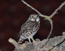 9 Die schmecken den Jungen besonders gut